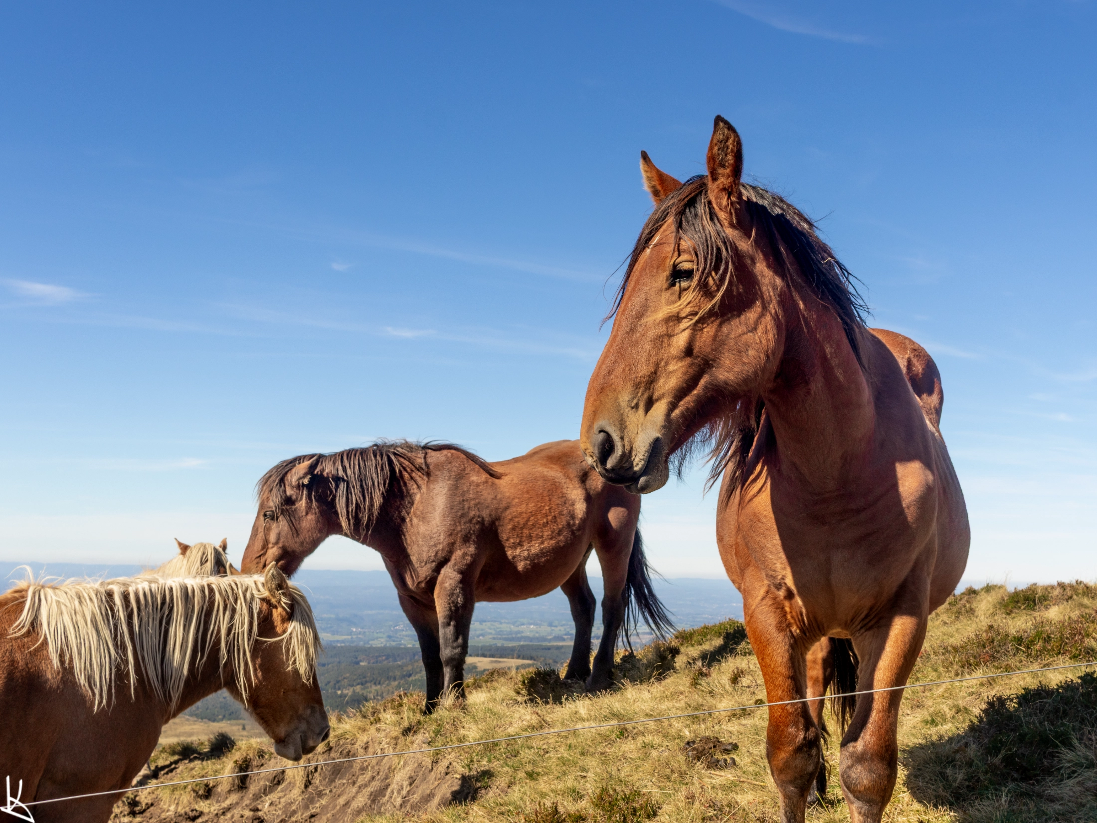 Chevaux sur le plateau, vers La Carrière